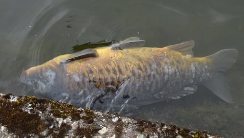 Over 400 dead carp have been removed fron The Lough in Cork city