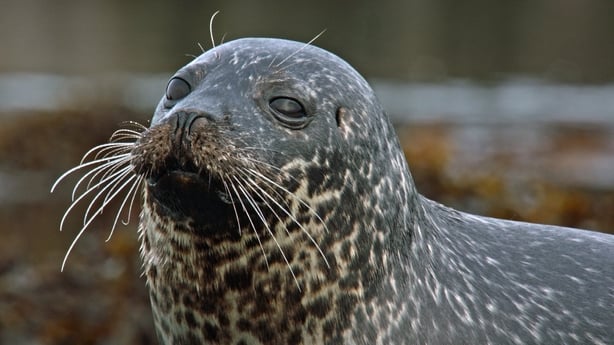 Seal