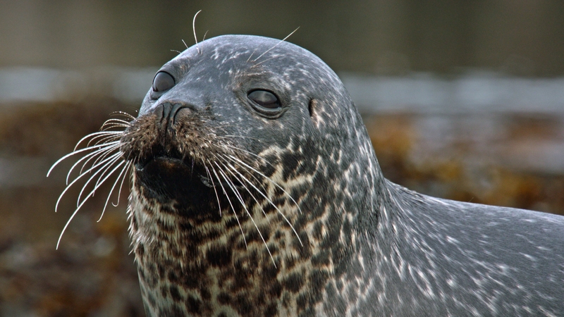 Seal deaths more than doubled between 2020 and 2023 - report