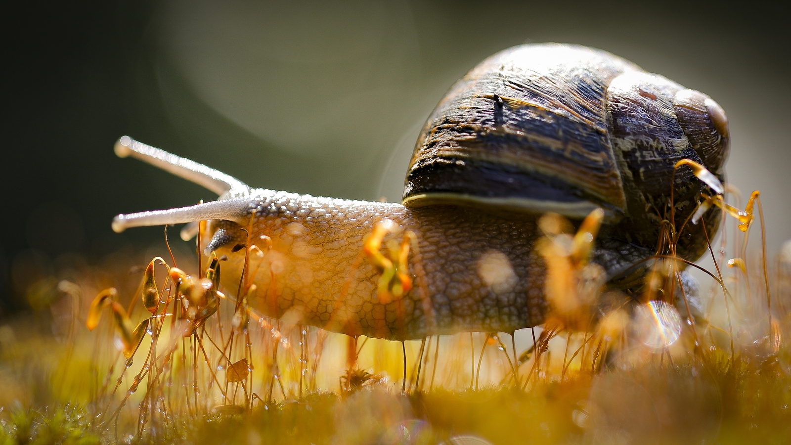 Let's Dive In How does a snail grow its shell?