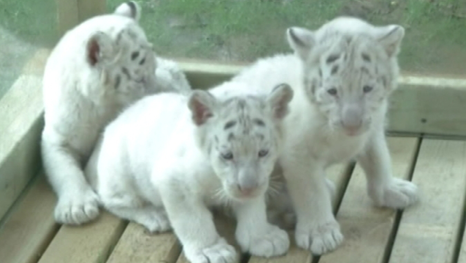 Five times the trouble and CUTENESS! Quintuplet tiger cubs make