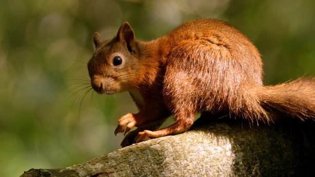 A-Wild-Irish-Year-Red-Squirrel