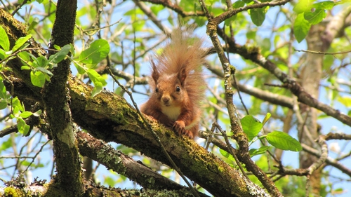 A red squirrel in Killiney Hill Dublin (pic: Michael Ryan/Luzy Desierdo - NUIG)