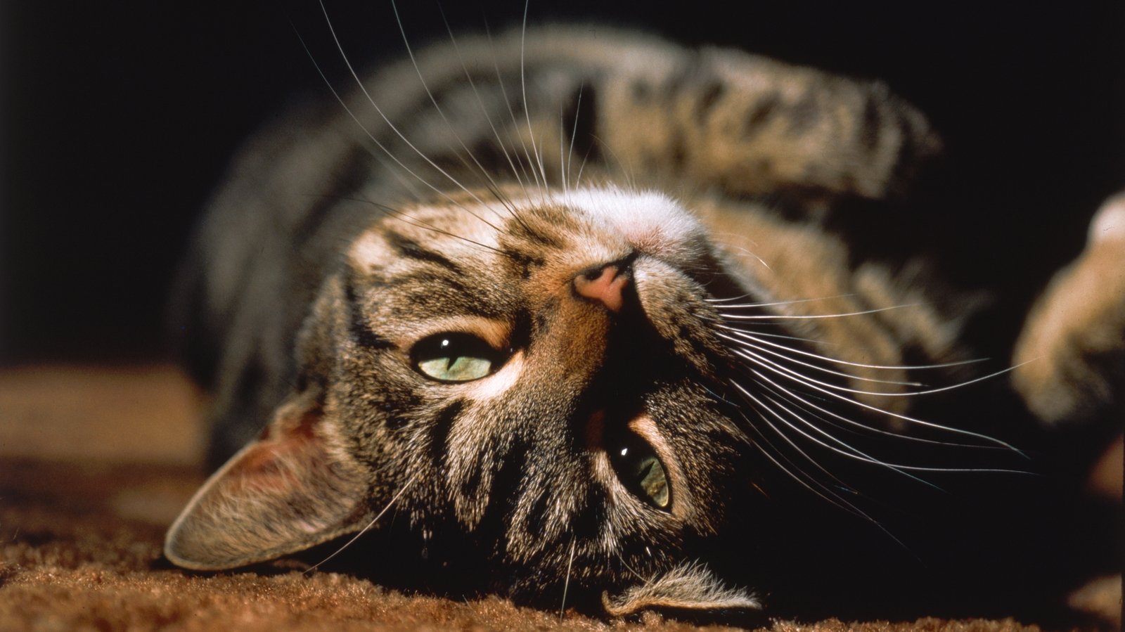 What's New, Pussycat? - an extract from the new animal anthology