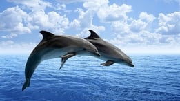 Dolphins - Spy In The Pod