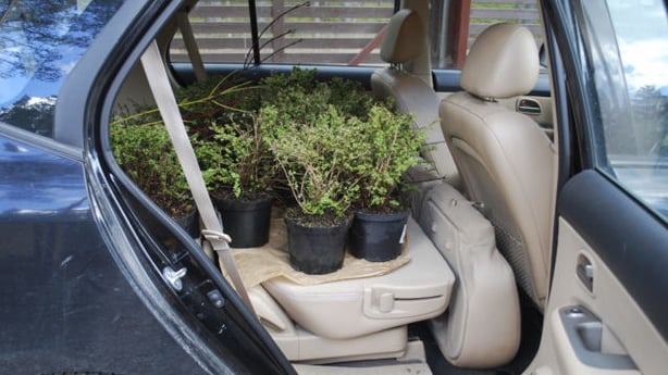 plants in car