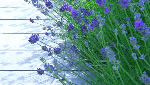 lavendar
