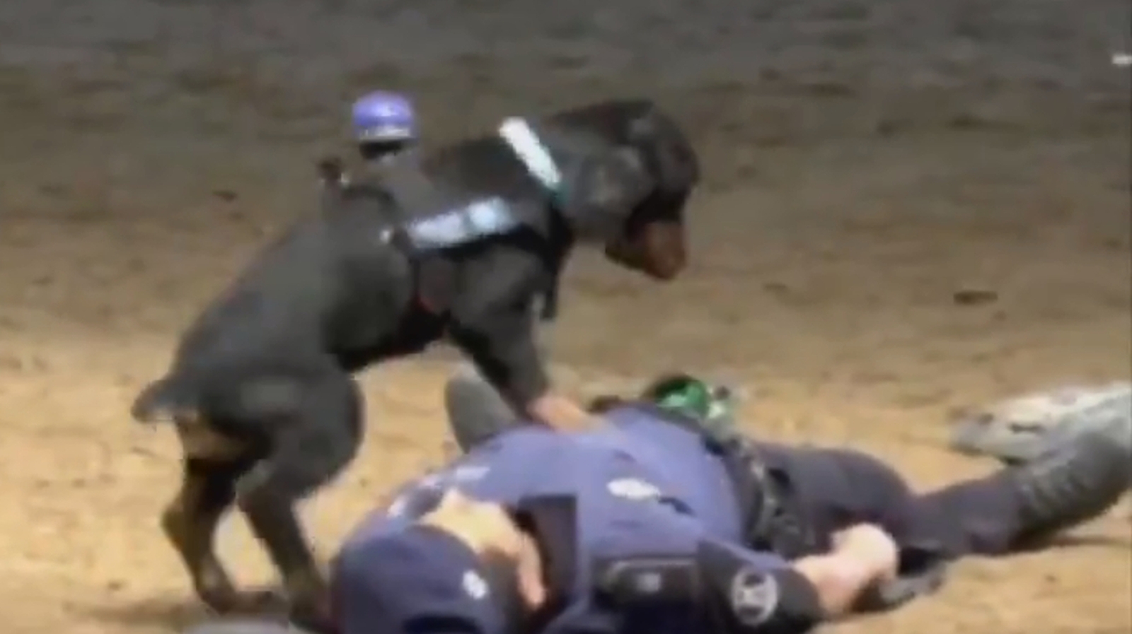 Собаки делают на суше. Flatulence. Собаки делают на суше. Смешные щенки. Собака грызет.