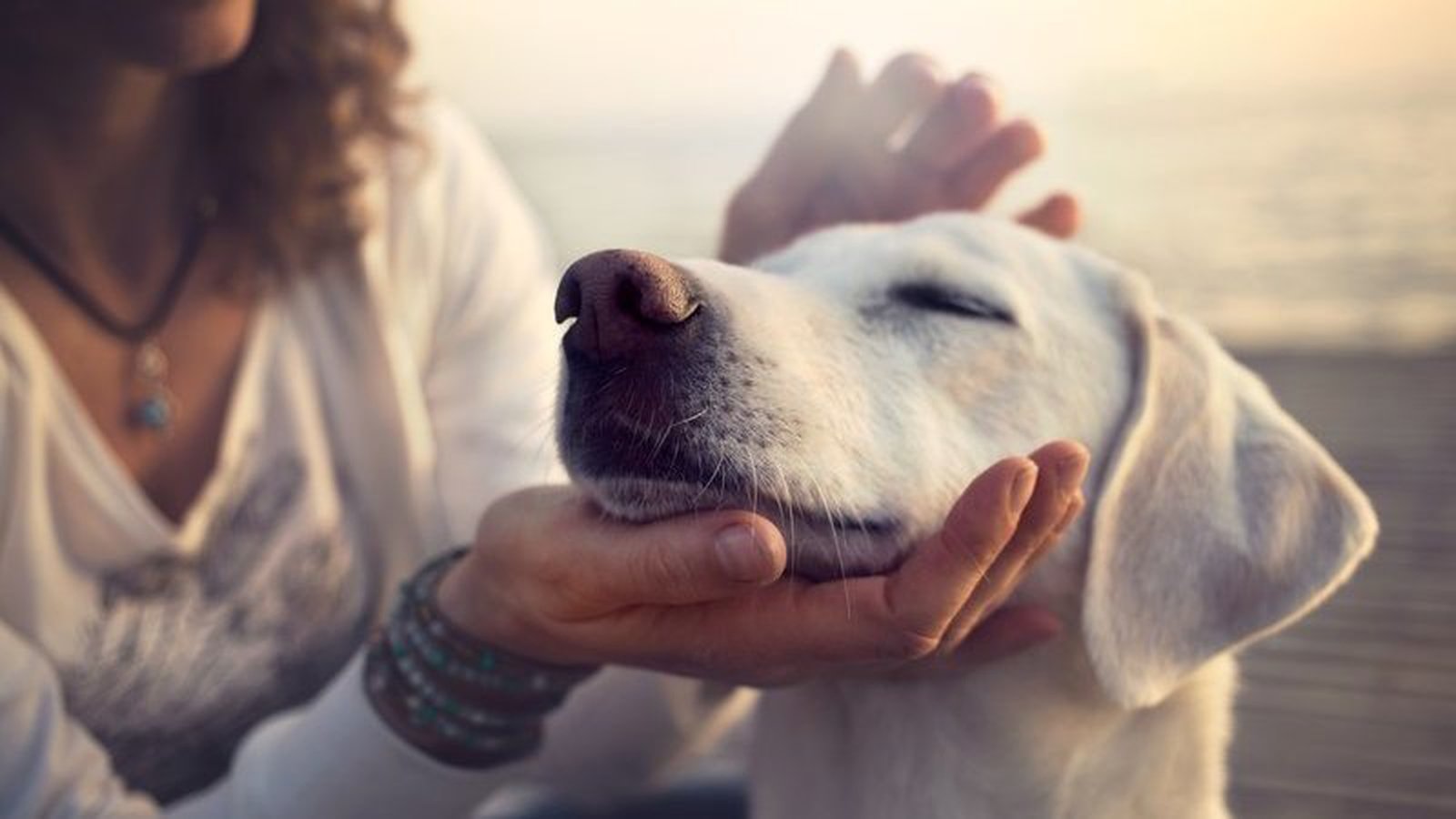 how do you take care of a dog in hot weather