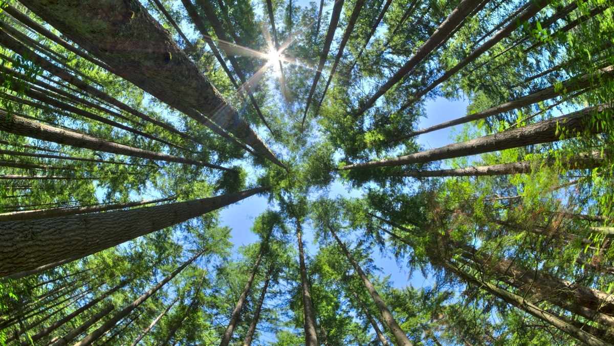 National Tree Day National Tree Day