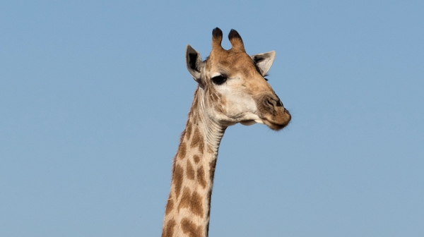 Giraffes are classified as 'vulnerable'