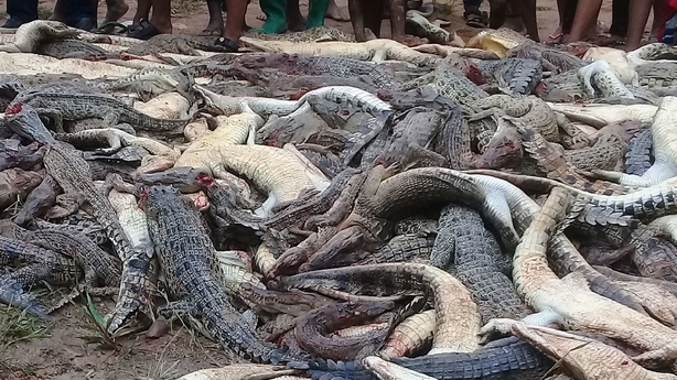 omg-facts-almost-300-crocodiles-killed-by-villagers-मगरमच्छ omg-facts-almost-300-crocodiles-killed-by-villagers-मगरमच्छ
