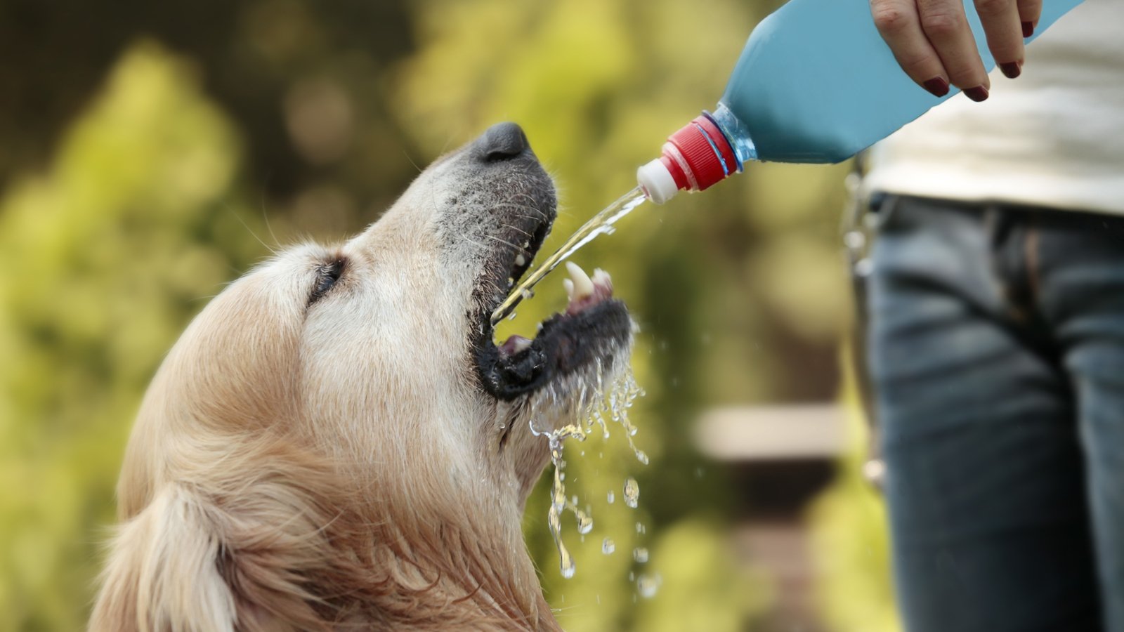 Dog drinking. Собака пьет. Собака пьет воду. Питье для собак. Собака лакает.