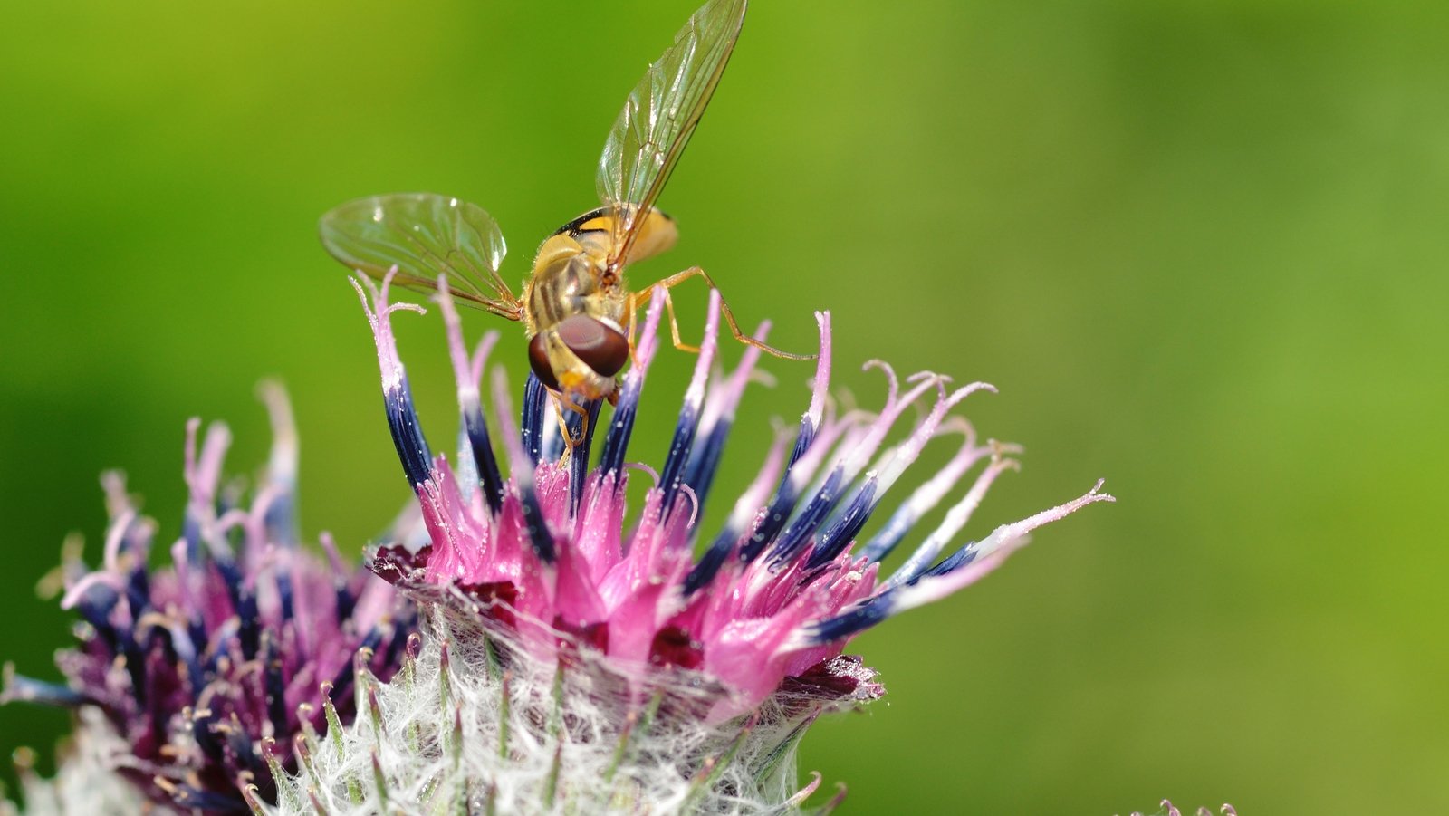 what-to-do-if-you-get-stung-by-a-wasp