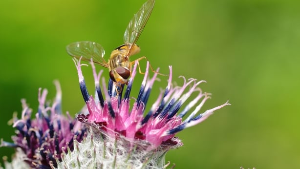 Wasp