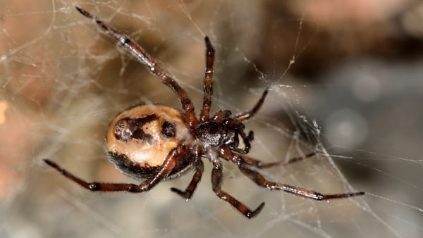 How did the Noble false widow spider become Ireland's and Britain's public enemy number one?