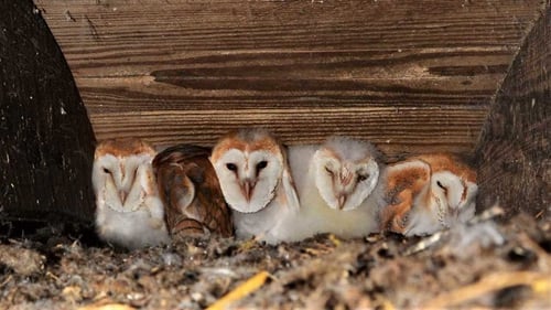 Barn owls at rest. Photo: RTÉ