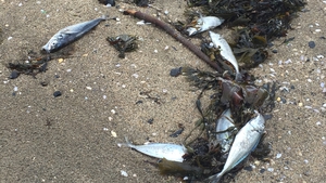 It appears that the dead fish are Atlantic horse mackerel