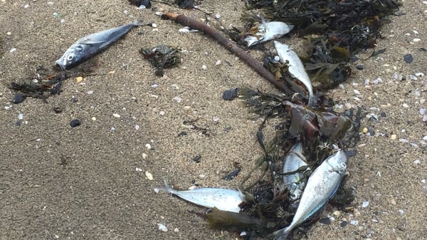 Fish kills are at an all-time low with only 14 reported in 2017 compared to 31 in 2016