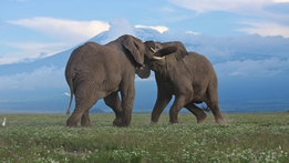 Natural World: Animal Weapons