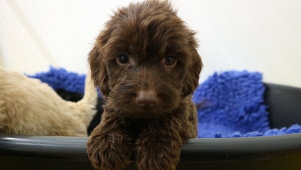 A cocker spaniel puppy was one of 23 rescued from the Roscommon operation