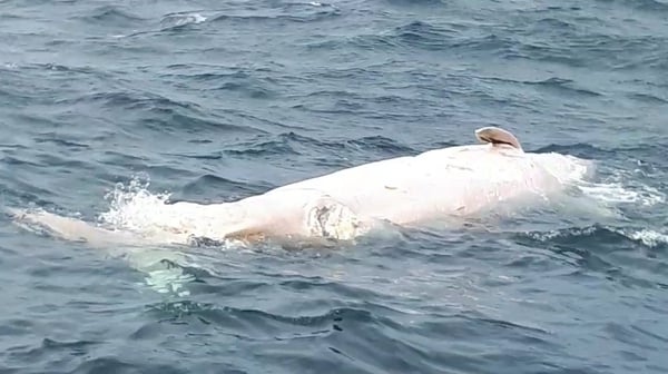 The IWDG says Cuvier's beaked whales are affected by loud underwater man-made noise (Pic: Paul Devaney)