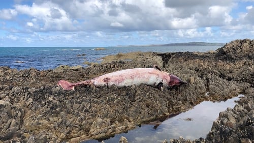 The sixth Cuvier's beaked whale has been found dead on a beach in Carrickabraghy, Co Donegal