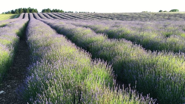Lavendar