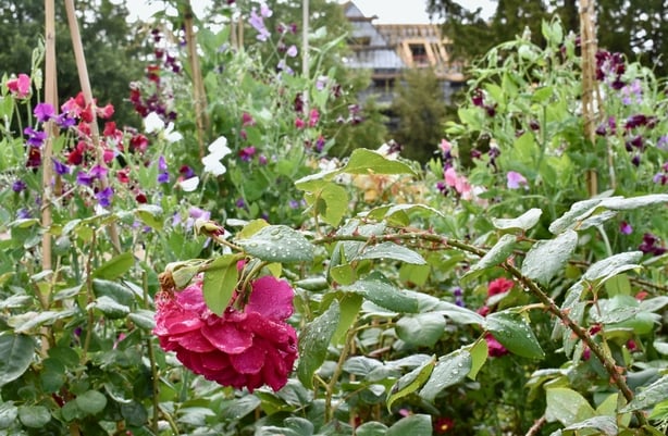 Wood Norton Hotel gastrogays cotswolds garden roses flora rain