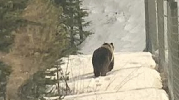 Bear