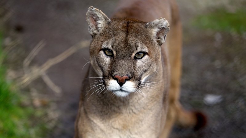 CSPCA investigates potential puma sightings in Cork