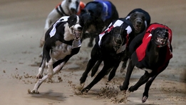 Greyhound Racing