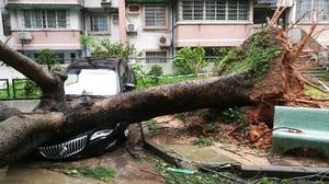 A tree falls down on a car as Typhoon Mangkhut made landfall in Guangdong Province in China yesterday