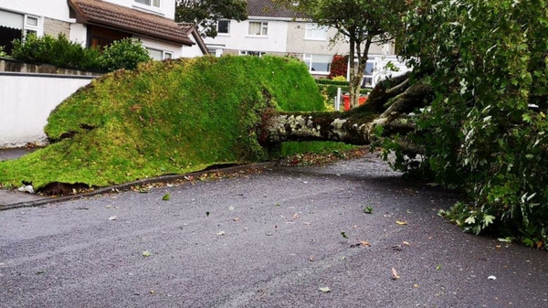 A tree uprooted in Salthill, Co Galway. Fallen trees have been reported across the country
