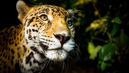 The Science of Big Cats