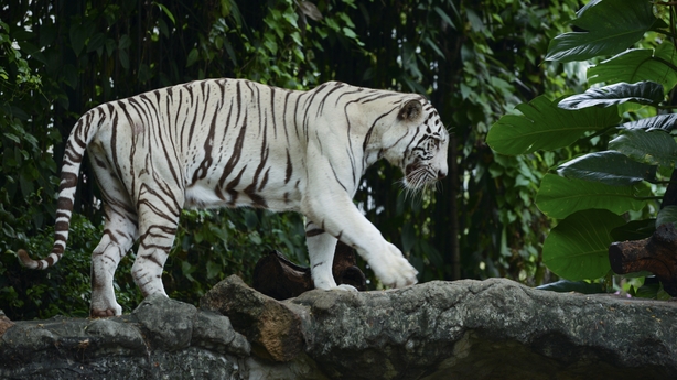 Six tiger sub-species remain as numbers dwindle - study