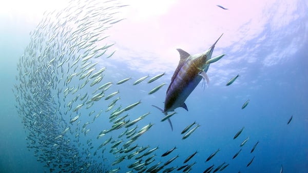 The blue marlin is one of the open ocean's fastest, strongest predators (file image)