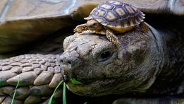 Turtle Hero: A Cold Blooded Passion