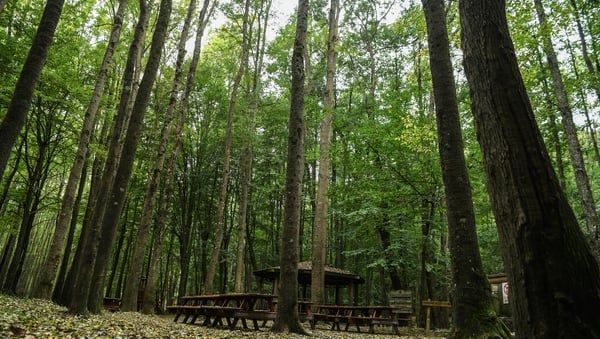 A search of Belgrade Forest on Istanbul's European side began yesterday