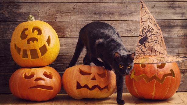 Does My Cat Love Me? 8 Ways They Tell You — Pumpkin®