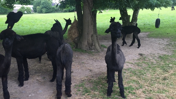 Alpacas