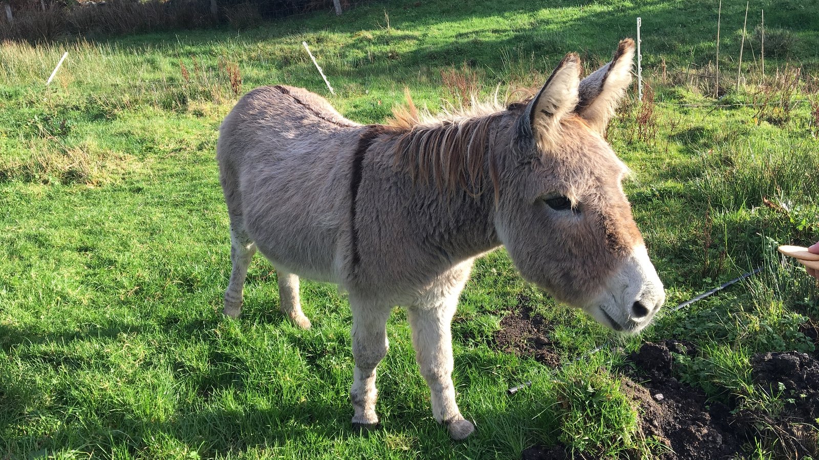 Singing Connemara donkey hasn't become a diva