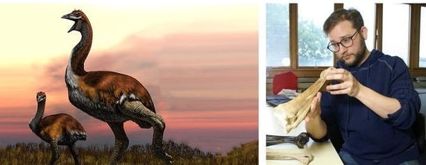 Mooney Goes Wilds An artist's illustration of the giant elephant bird (c) Jaime Chirinos; right James Hansford