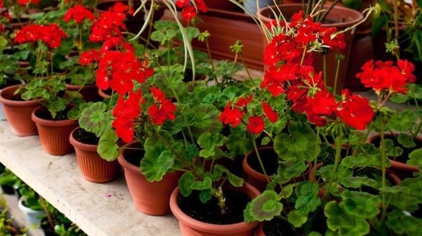 Give vulnerable plants shelter (Thinkstock/PA)