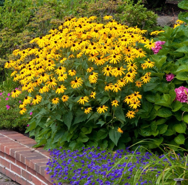 Dig up and divide overgrown clumps of perennials such as rudbeckia (Thinkstock/PA)