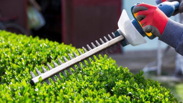 Give hedges a final trim before winter (Thinkstock/PA)