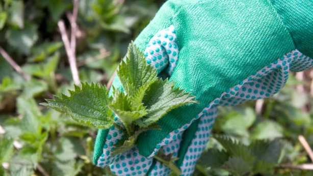 Give borders a final weed (Thinkstock/PA)