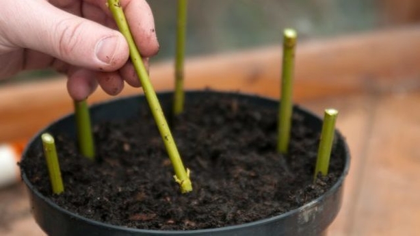 Rooting hardwood cuttings (Tim Sandall/RHS/PA)