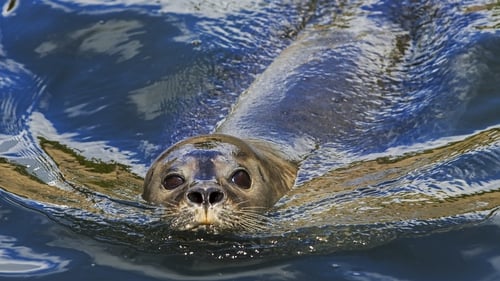 Both the grey and common or harbour seal are protected under the EU habitats directive