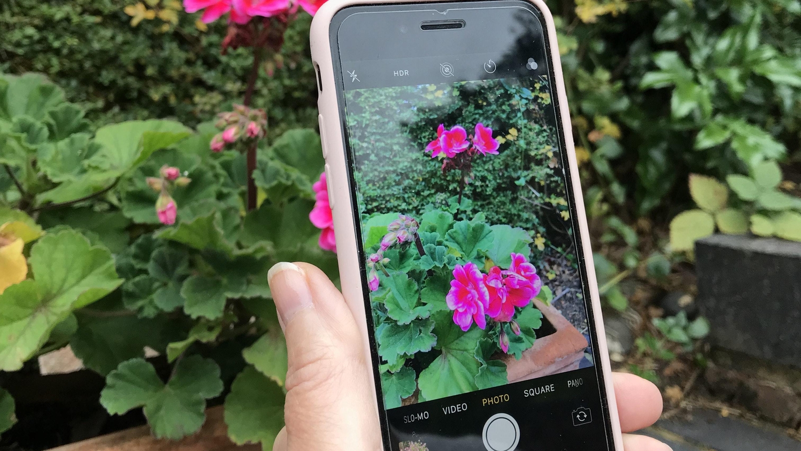 Plant Id App Reviews / 9 Best Free Plant Identification Apps For